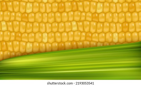 Yellow weet corn pattern with bottom green leaf background. Fresh maize cob banner. Healthy vegetarian food vegetable vector agricultural background