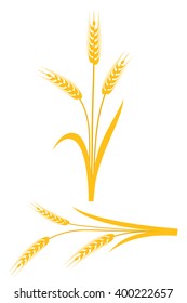 Yellow wheat ears on a white background - Vector