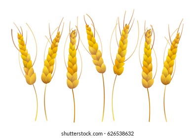 Yellow wheat on the white background