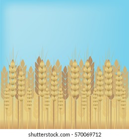 Yellow wheat over blue sky background. Vector background.