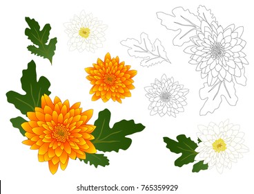 Yellow and White Chrysanthemum Flower Outline. Vector Illustration. isolated on White Background.