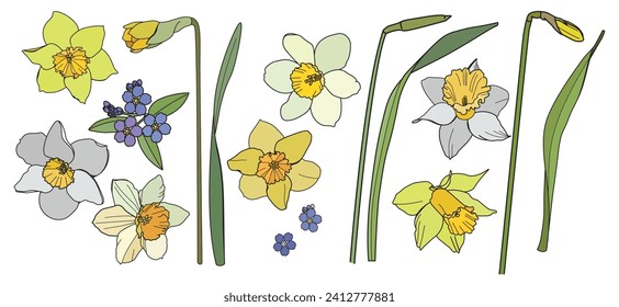 Yellow and white daffodils on a white background svg