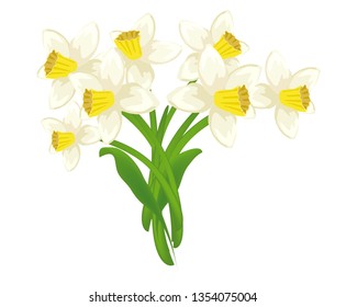 yellow white narcissus spring flower bouqet isolated on white background