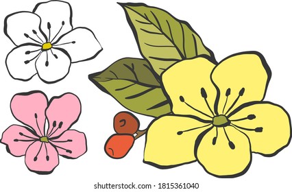 Yellow, white and pink cherry blossoms with green leaves, vector illustration.