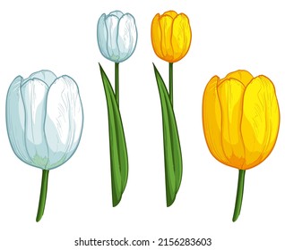 Yellow and white tulips isolated on white. Vector illustration of flowers.