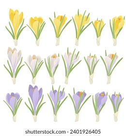 yellow, white and violet crocuses, spring flowers, vector drawing wild plants at white background, floral elements, hand drawn botanical illustration