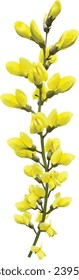 Yellow Wild Indigo (Baptisia tinctoria) Native North American Wildflower Isolated