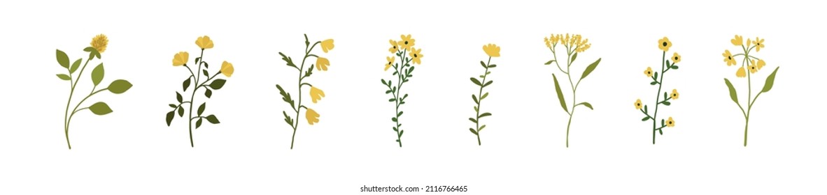 Yellow wildflowers set. Wild flowers floral botanical plants. Meadow and field herbs. Delicate summer flowers illustration in hand drawn flat style isolated on white background 