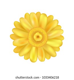 Yellow zinnia daisy flower vector illustration isolated on white. Bright springtime flower bud, editable element of spring blooming plant with petals