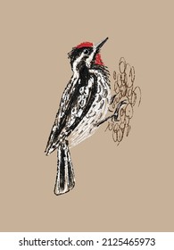 Yellow-bellied sapsucker, woodpecker bird on tree hand drawn in vector and isolated on a craft background.Imitation of a pencil color sketch in a realistic style,a page from a bird-watching sketchbook