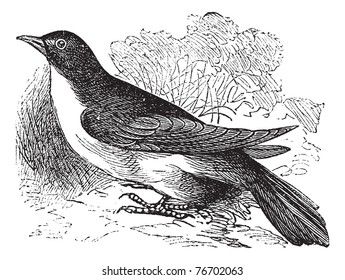 Yellow-billed Cuckoo or Rain Crow or Storm Crow or Coccyzus americanus, vintage engraving. Old engraved illustration of a Yellow-billed Cuckoo.