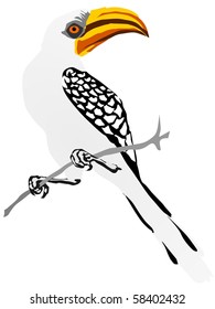 yellow-billed hornbill