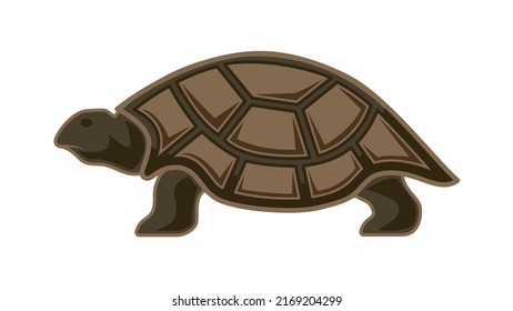 A yellow-brown land turtle isolated on a white background