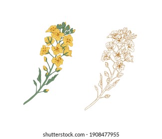 Yellow-colored canola flower and outline rapeseed sprig. Two branches of rape plants. Hand-drawn contoured floral elements in retro style. Botanical vector illustration isolated on white background