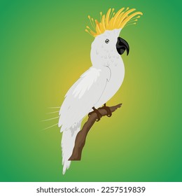 yellow-crested white color king parrot vector illustration on isolate gradient green background