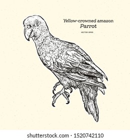 The yellow-crowned amazon or yellow-crowned parrot (Amazona ochrocephala) is a species of parrot. Hand draw sketch vector.