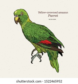 The yellow-crowned amazon or yellow-crowned parrot (Amazona ochrocephala) is a species of parrot. Hand draw sketch vector.