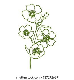 Yellowcup vector drawing. Isolated illustration wild herb.
