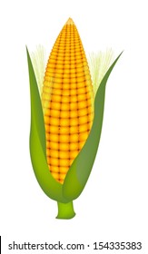 Yellowe Color of A Fresh Ripe Sweet Corn with Green Husk and Golden Silk Isolated on A White Background 