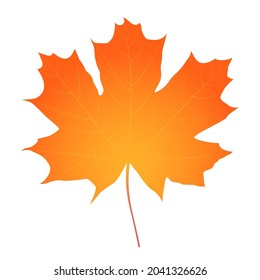 Yellowed maple leaf. Vector illustration isolated on white background.