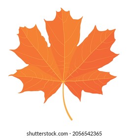 Yellowed maple leaf. Vector illustration isolated on white background.