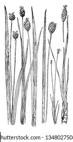 Yellow-Eyed Grass is a perennial herb up to 100 cm (40 inches) tall with narrow leaves up to 50 cm (20 inches) long and yellow flowers, vintage line drawing or engraving illustration.