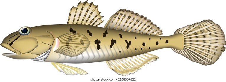 'Yellowfin goby' fish illustration. Vector EPS format.