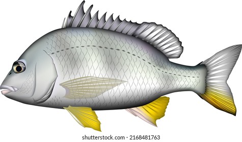 Fischgrafik von 'Gelbflossenthun-Meerbrasse'. EPS-Format für Vektorgrafiken.