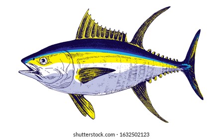 Yellowfin tuna, fish collection. Healthy lifestyle, delicious food. Hand-drawn images, black and white graphics.