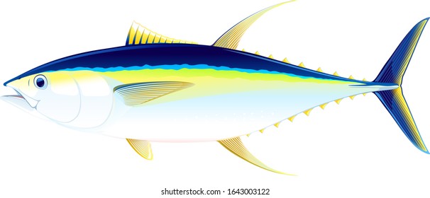 Yellowfin tuna fish in side view, realistic sea fish illustration on white background, commercial and recreational fisheries