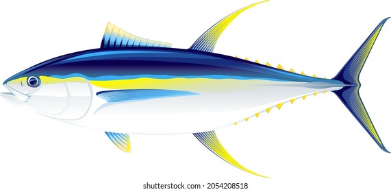 Gelbflossenthun-Fisch in Seitenansicht, realistische Meeresfischgrafik auf weißem Hintergrund, Handels- und Freizeitfischerei