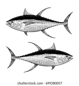 Yellowfin Tuna Illustration