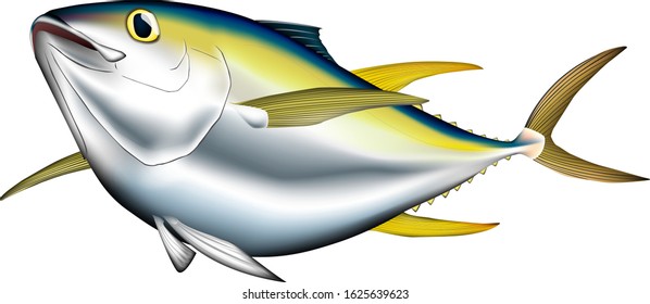 Yellowfin tuna illustration vector eps