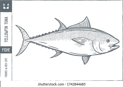 Yellowfin tuna Vector illustration - Hand drawn - Out line
