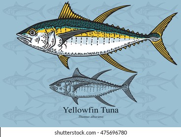 Yellowfin Tuna. Vector illustration with refined details and optimized stroke that allows the image to be used in small sizes (in packaging design, decoration, educational graphics, etc.)