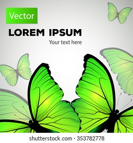Yellow-green butterflys, isolated background with text on white