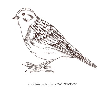Yellowhammer bird hand drawn vector illustration