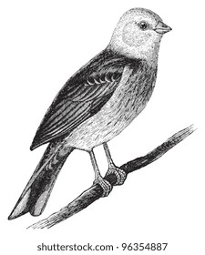 Yellowhammer (Emberiza citrinella) / vintage illustration from Meyers Konversations-Lexikon 1897