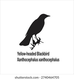 Yellow-headed Blackbird Silhouette Vector Illustration Isolated on White Background