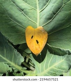 Yellowing monstera leaf fell among green leaves in the garden photo vector