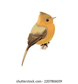 Yellowish Flycatcher bird vector illustration
