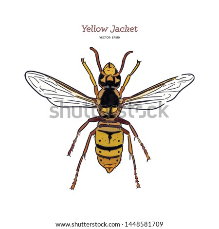 Yellowjacket is about a type of wasp. hand draw sketch vector.