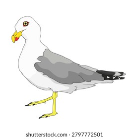 Yellow-legged gull Larus michahellis vector illustration