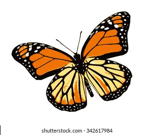 Yellow-orange butterfly, isolated on white background
