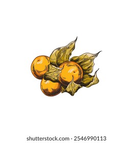 Bayas de physalis redondas, maduras y lisas de color amarillo anaranjado. Feto con sépalos verdes abiertos. Estilo de boceto. Planta de jardín decorativa con bayas comestibles. Ilustración vectorial botánica aislada sobre fondo blanco.