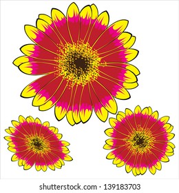 yellow-red gerbera isolated on white background