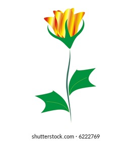 Yellow-red tulip