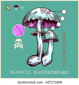Yellow-staining  mushroom in engraved style. Subscribed with characteristics and several titles. Vector illustration with infographic elements and lettering.