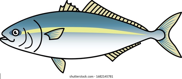 Yellowtail amberjack, maximum length is often reported to reach up to 180 cm.