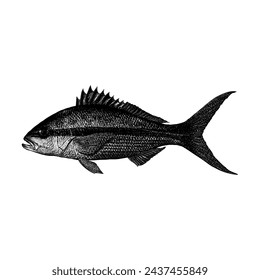 Yellowtail Snapper hand drawing vector isolated on white background.